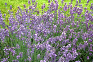 Lavandula angustifolia 'Munstead'