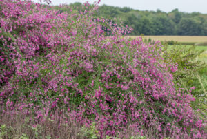Lespedeza thunbergii 'Gibraltar'
