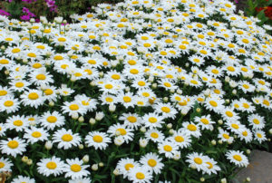 Leucanthemum superbum 'Snowcap'