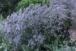 Limonium latifolium