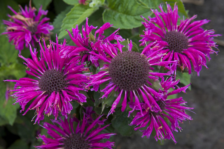 Monarda Bee-You® Bee Free™ ('MON0012BFR' PP29032) | Stonehouse Nursery