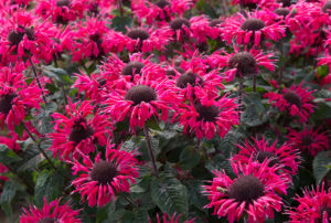 Monarda Bee-Youª 'Bee-Happy' PPAF