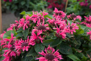 Monarda Bee-Youª 'Bee-Merry' PPAF