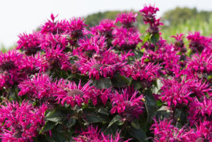 Monarda Bee-Youª 'Bee True' PPAF
