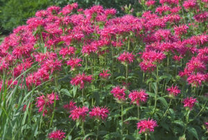 Monarda didyma 'Coral Reef' PP16741