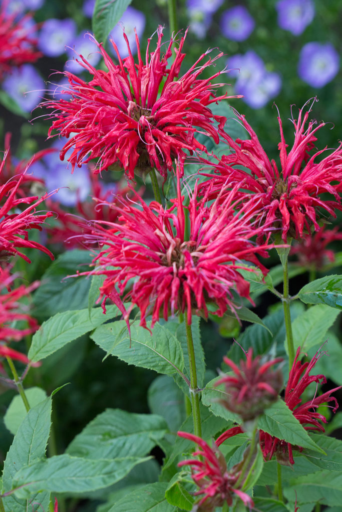 Monarda 'fire Marshall' Pp23286 