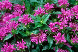 Monarda didyma Grand Paradeª ('ACrade' PP19580)