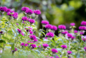 Monarda didyma 'Purple Rooster'