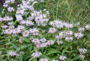Monarda bradburiana