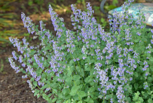 Nepeta faassenii 'Blue Wonder'