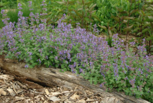 Nepeta 'Early Bird'