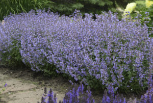Nepeta faassenii 'Purrsian Blue' PP24788