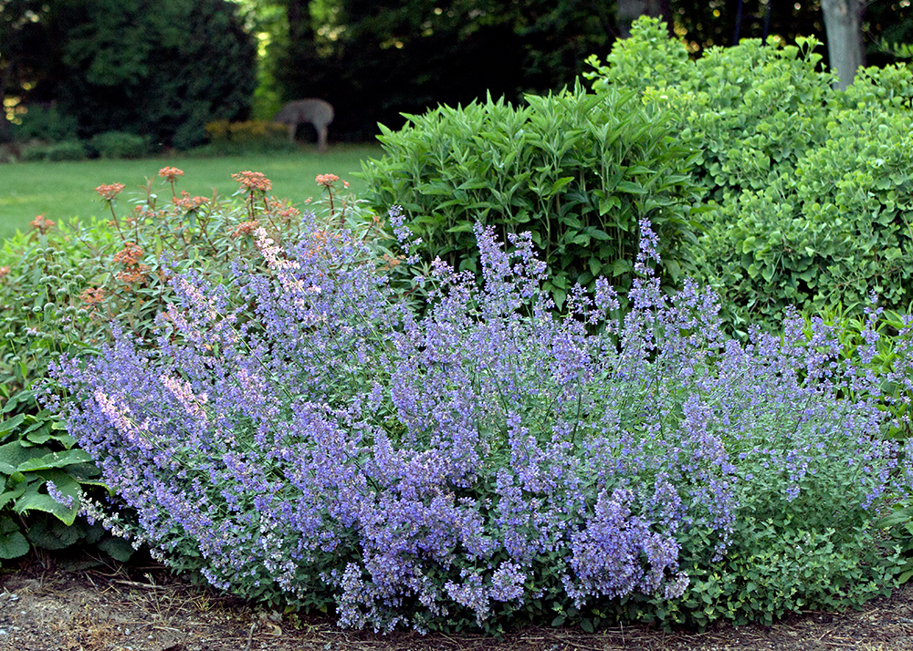 Walker s Low Nepeta Seeds At Andrew Gillan Blog