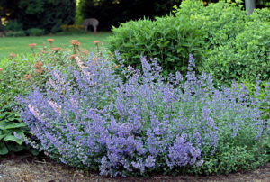 Nepeta faassenii 'Walker's Low'