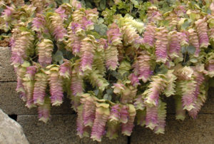 Origanum rotundifolium 'Kent Beauty'