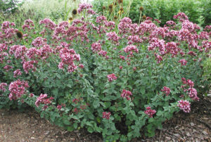 Origanum 'Rosenkuppel'