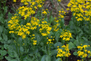 Packera obovata