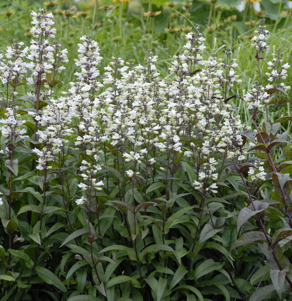 Penstemon digitalis 'Husker Red' Stonehouse Nursery