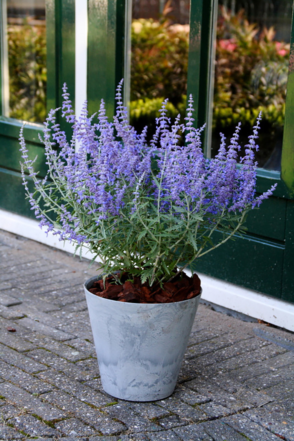 Perovskia atriplicifolia Lacey Blue ('LISSLITT' PP20845 ...