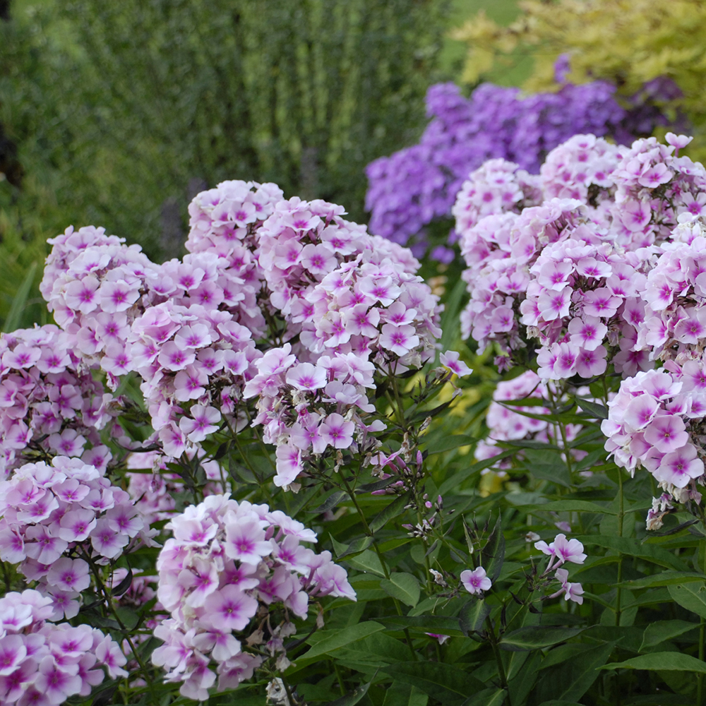 Phlox paniculata ÔBright EyesÕ