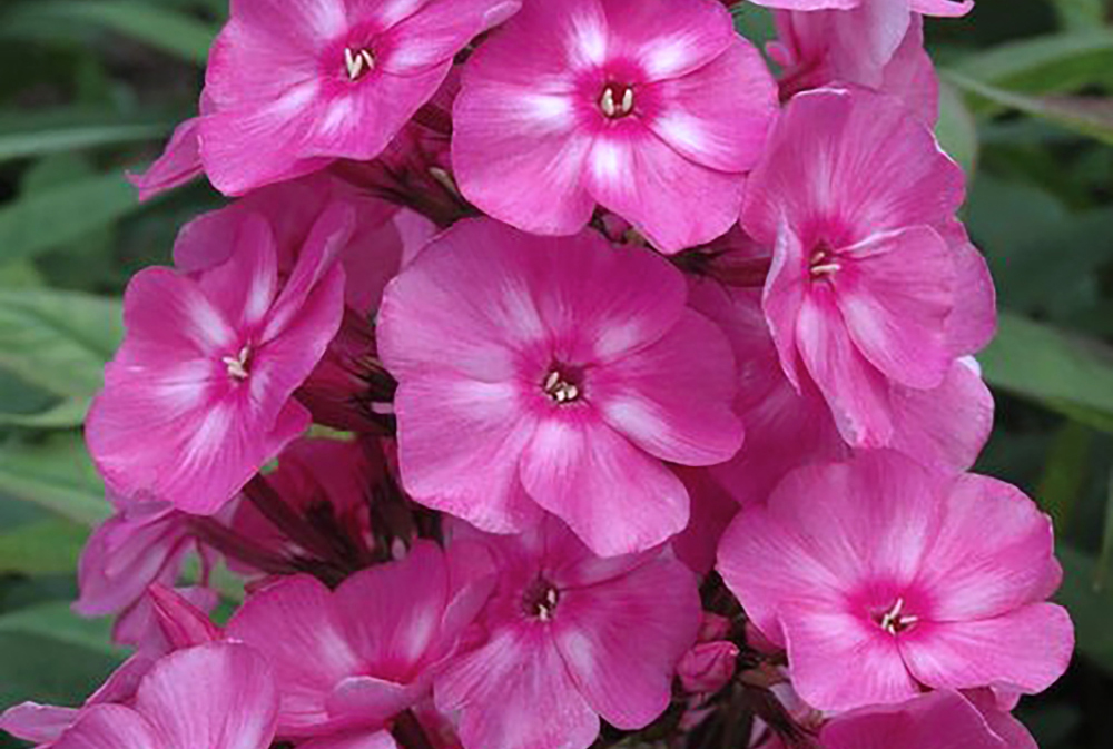 Phlox paniculata Garden Candyª Bubblegum Pink ('Ditomfra' PP21171)