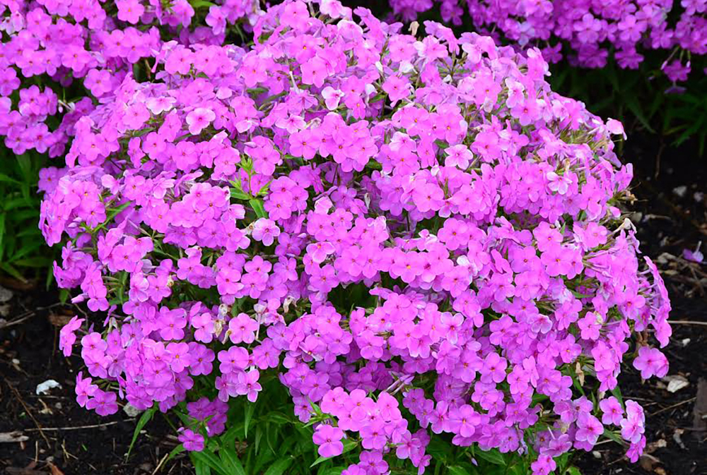 Phlox 'Forever Pink' PP24918