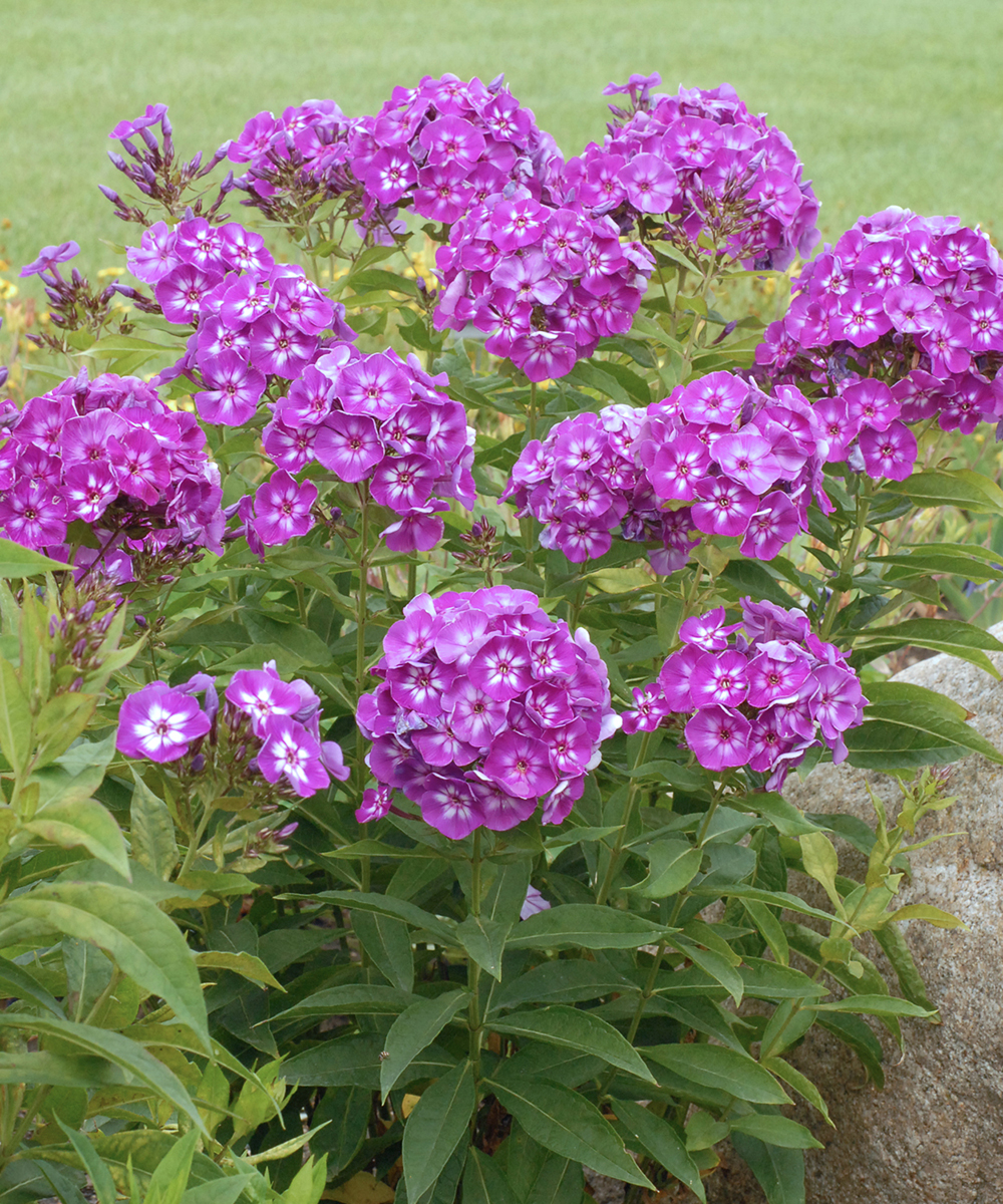 Phlox Paniculata Hoch Hoher Stauden Phlox Expertenwissen F r Den 