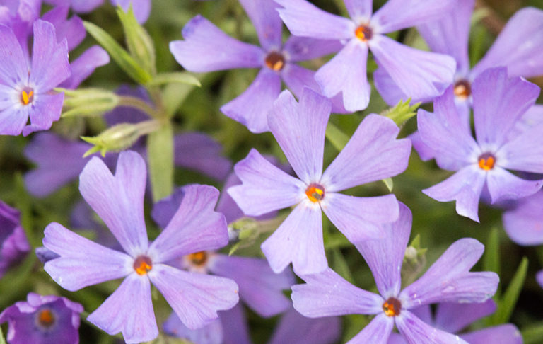 Phlox 'Violet Pinwheels' PP25884 | Stonehouse Nursery