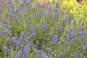 Salvia nemorosa 'Blue Hill'