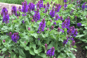 Salvia nemorosa 'Blue Marvel' PP27018