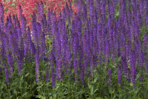 Salvia nemorosa 'Wesuwe'