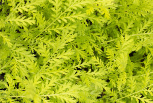 Tanacetum vulgare 'Isla Gold'