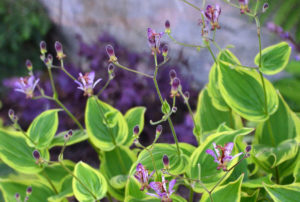 Tricyrtis formosana 'Autumn Glow'