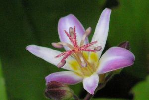 Tricyrtis hirta 'Tojen'
