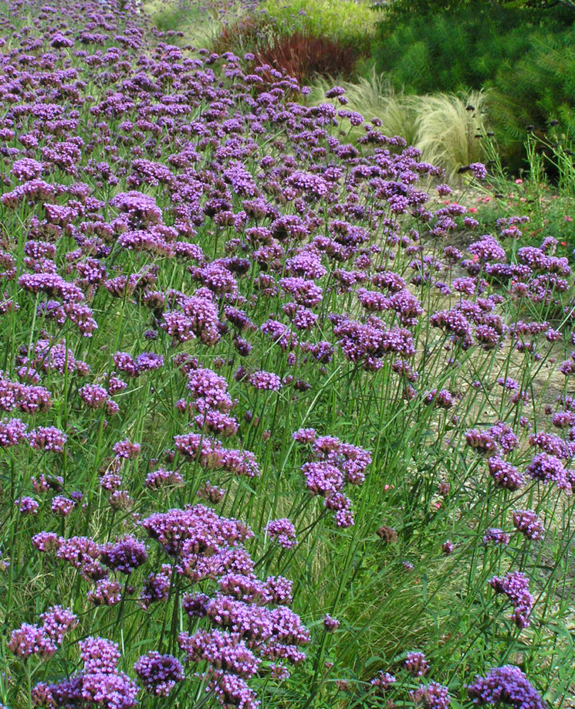 Verbena bonariensis Stonehouse Nursery