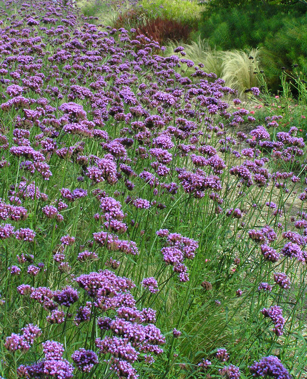 Verbena Bonariensis With Roses