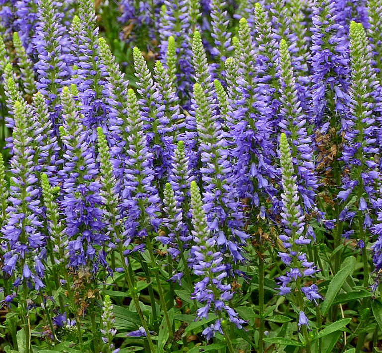 Veronica 'Blue Sprite' PP29581 | Stonehouse Nursery