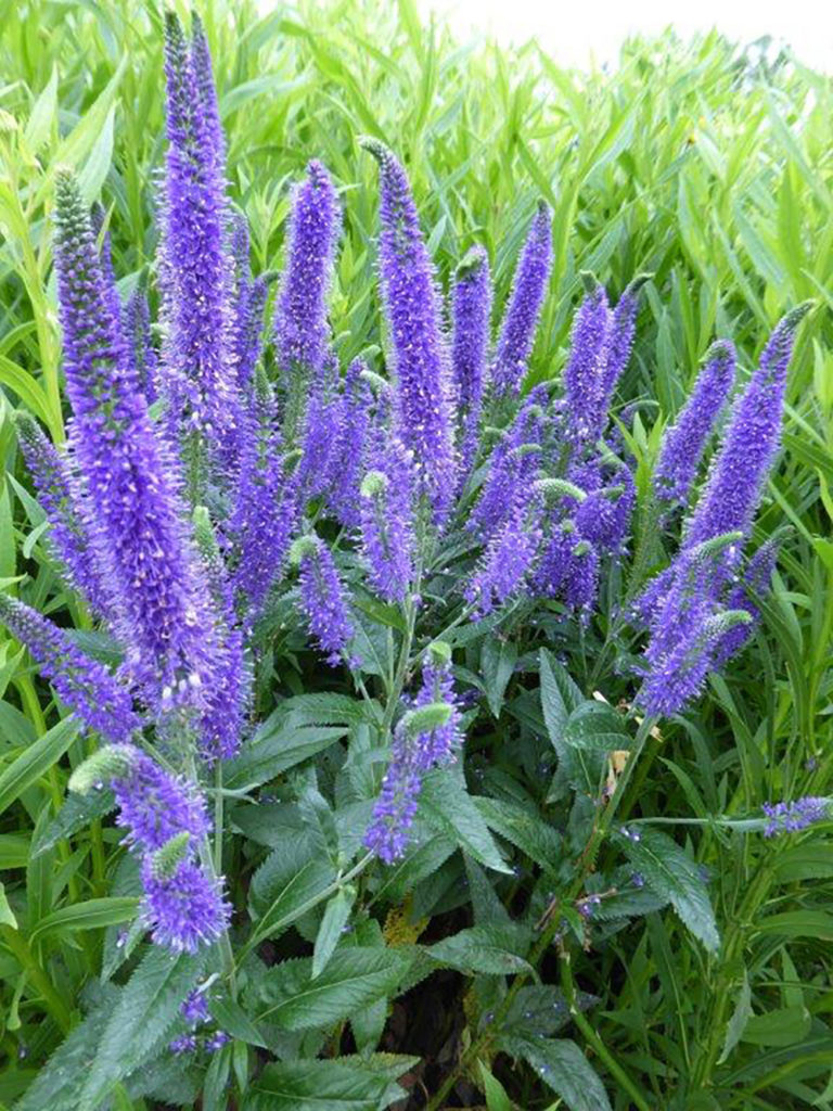 Veronica longifolia 'Marietta' PP25248 | Stonehouse Nursery