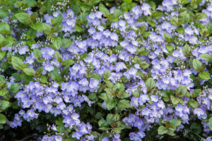 Veronica 'Waterperry Blue' | Stonehouse Nursery