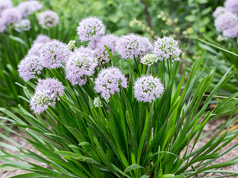Allium Summer Peek a Boo ornamental onion