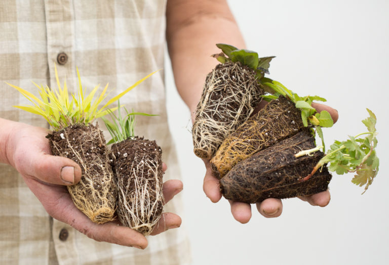 The Vernalization Difference Stonehouse Nursery