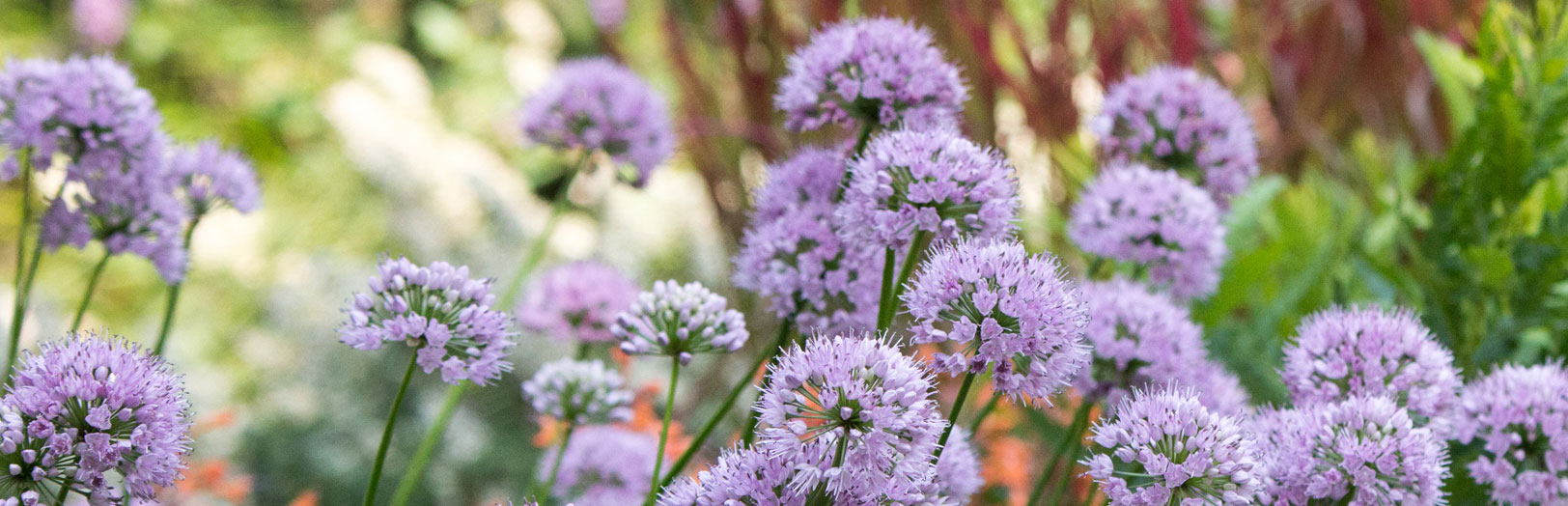 Wholesale Vernalized Perennial Plugs Stonehouse Nursery