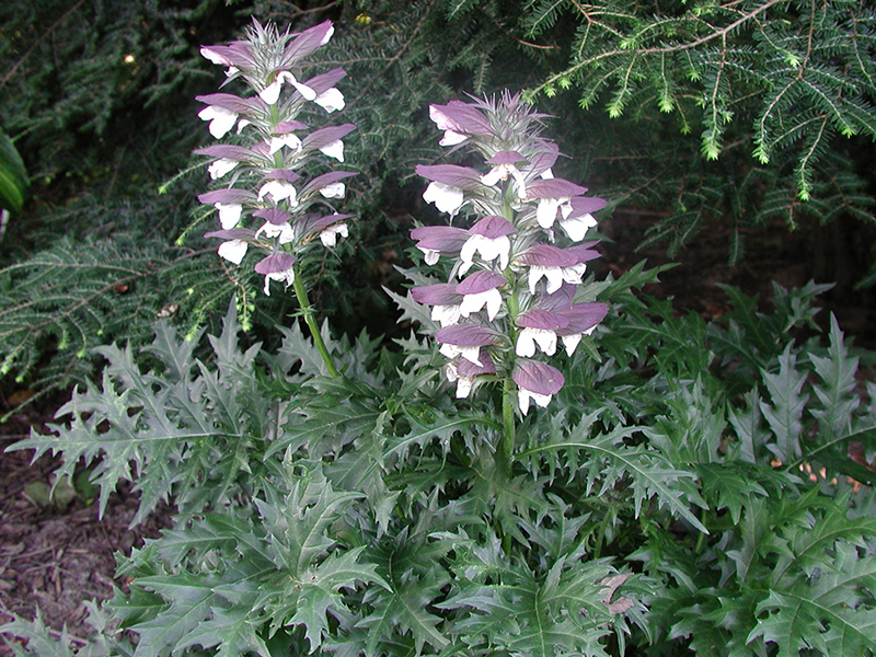 Acanthus spinosus bear's breeches