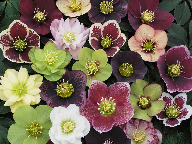 Helleborus Winter Thrillers Lenten rose