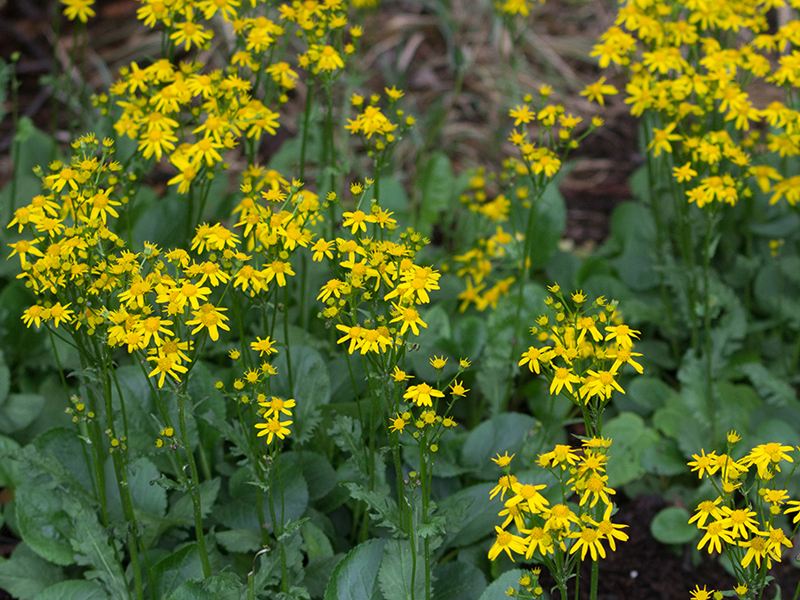 Packera obovata Senecio obovatus groundsel