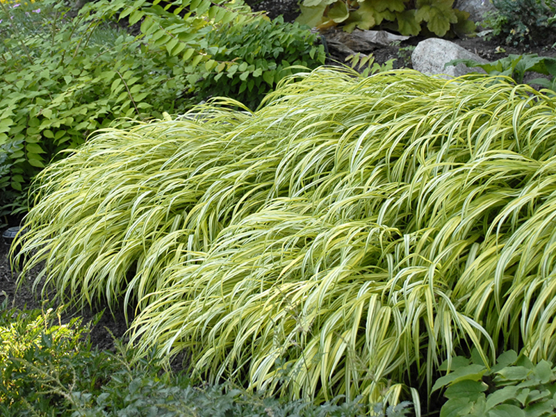 Hakonechloa macra Aureola Japanese forest grass