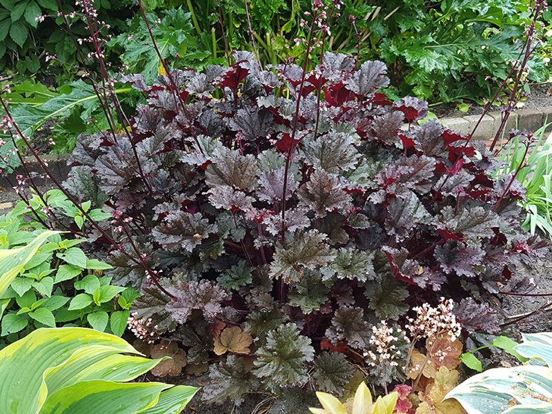 Heuchera Dark Secret coral bells