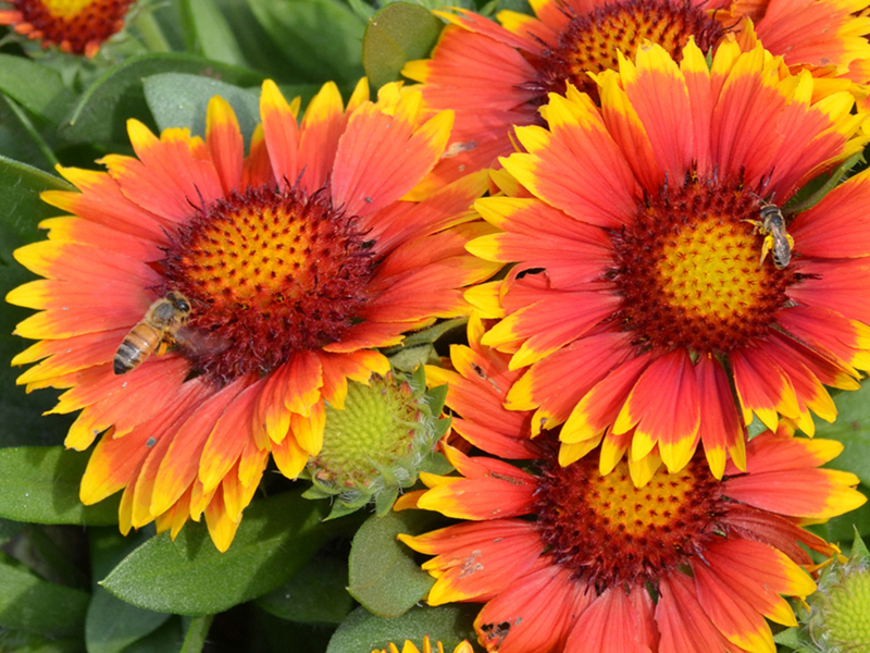 Gaillardia Arizona Sun blanket flower
