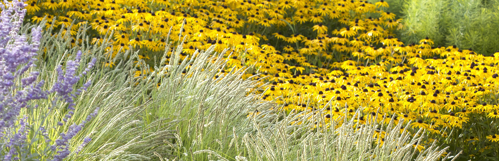 Wholesale Vernalized Perennial Plugs Stonehouse Nursery