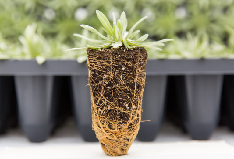 What is a PowerPlug? Stonehouse Nursery